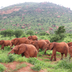 Red Elephant in Kenya